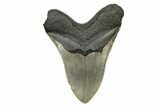 Massive, Fossil Megalodon Tooth - Serrated Blade #261030-2